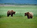 Brown Bears # 1, Katmai Nat Park, 2008