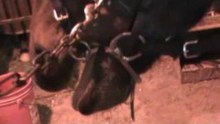 Tips of the Trade: Tying a Tongue -- USTA Harness Racing