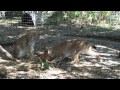 Big Cat Halloween - TIGERS LIONS VS PUMPKINS!