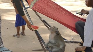 Incredible Kindly Mom Give Watermelon To Monkey Sok, Sok Really Enjoy With Baby And Human Life