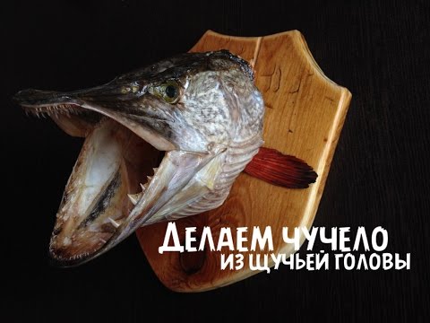Как из сделать чучело из головы щуки Как из сделать чучело из головы щуки