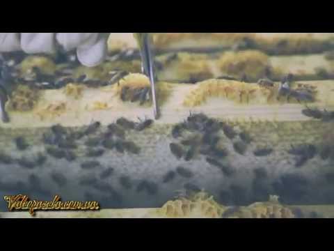 Видеокурс По Пчеловодству 