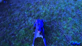 My Dog Cube.full Hd.american Staffordshire Terrier.