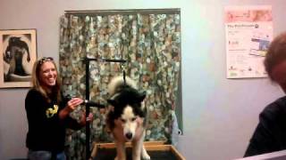 Dog Grooming Denver Colorado 80219 Tamra Fischer peaceful touch pet massage