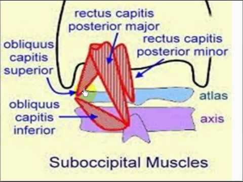 suboccipital muscles - YouTube