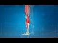 Leg Cramps: Treatment, Causes, Prevention