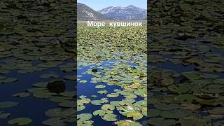 Море Кувшинок