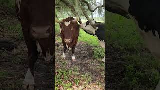 Cow Love Licking Politics