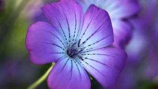 Watch Frank Black Violet video