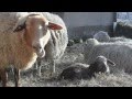 Chewing sheeps