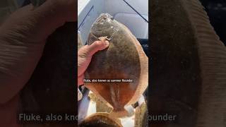 Day In The Life Of A Commercial Flounder Fisherman