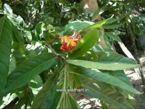 Medicine Saraca Asoca Natural Remedy For Menorrhagia Youtube