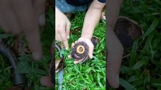 Bola Api Terbang Di Dalamnya Ada Mustika Kelapa Isi Taring Babi