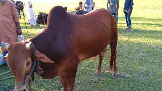 Cow Market in Village Bangladesh/ BD Village Cow Market for EID UL ADHA Festival