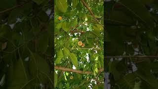 Bur Flower Tree