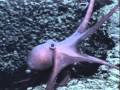 Lophelia II 2009: Seafloor Walking Graneledone Octopus