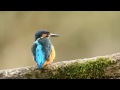 Canon 1D Mark IV + EF 500mm f/4L IS USM Grooming Kingfisher HD