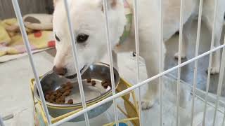 迷い犬チコ 飼い主さん募集開始します