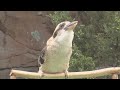kookaburra
