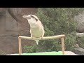 kookaburra
