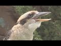 kookaburra