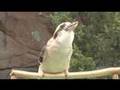 Kookaburra calls-Cincinnati Zoo