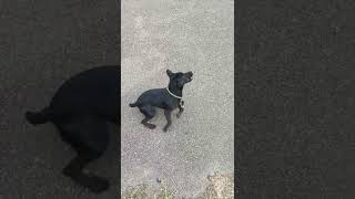 Lua Patterdale Terrier