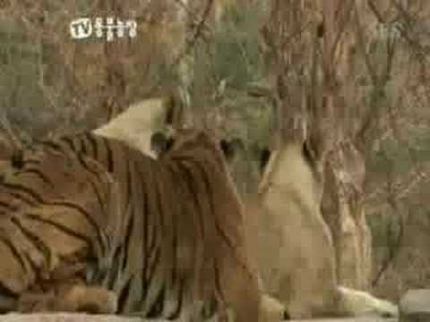 Images Of Tigers Fighting. Tigers Fighting Lions Videos