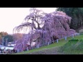三春の滝桜（福島）見ごろ2013 ～ 昼と夜