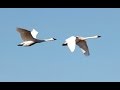 Migratory Birds at Skagit Valley 4K UHD