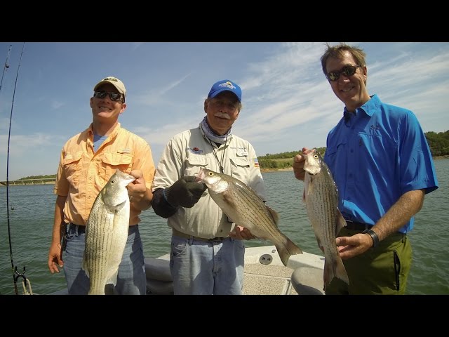 Watch Catch Hybrid Striped Bass (how to, cleaning, and fun) on YouTube.