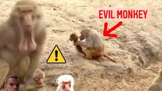 ZOMBIE monkey EATS BABY ! Crazy baboon with NUTS on his chin [ORIGINAL ]