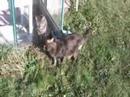 My cool old cat, Emma