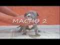 CACHORROS PITBULL AMERICAN BULLY PIT BULL BLUE