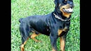 kangal vs rottweiler real fight german rottweiler kurdish kangal fight breeds picture kangal vs rottweiler real fight german rottweiler kurdish kangal fight breeds picture