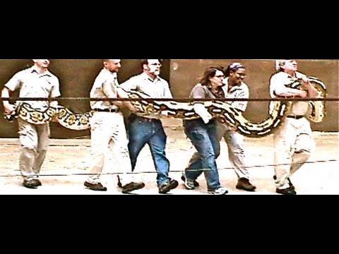 Worlds Largest Snakes Cobra Rattlesnake Python Boa Dang