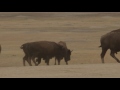 Bison Mating Season