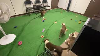Chocolate Lab border collie mix puppies