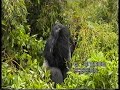 Wild Mountain Gorilla attacking