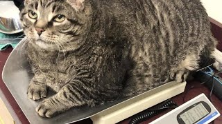 Slimming down your chubby cat