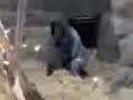 Ape Rape Caught On Tape 1 images Ape Rape Caught On Tape 1