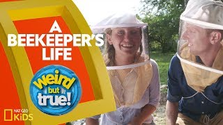 A Beekeepers Life Weirdest, Bestest, Truest