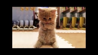 Funny Cats and Dogs Compilation - So Cute