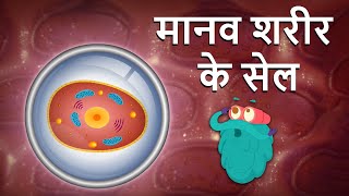 हयमन सल मनव शरर क कशक Human Cell In Hindi Dr.binocs Show Cell Structure Binocs Hindi