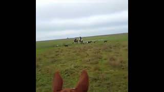 Wild Boar Hunting With Horses And Dogs