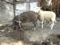 a sheep have sex with..a pig