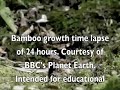 Bamboo Time Lapse Growth 24hrs c/o BBC World