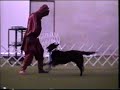 Canine musical freestyle dog dance from Dan and Tango the dancing dog on Star wars theme