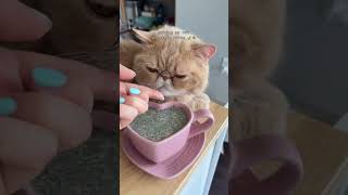 Making My Cat A Latte