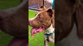 A Dog and His Tongue in Search of a Home #shorts